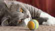 Britisch Kurzhaar Katze und ihren bunten Spielball