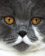 Britisch Kurzhaar Katze