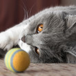 Britisch Kurzhaar Katze und ihren bunten Spielball