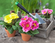 Blumen umtopfen im Garten III