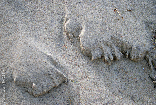 Photo: Sand dunes. The Curonian spit, Russia. Sand dunes. The Curonian spit, Russia.