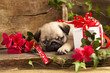 pug puppy and gift  box
