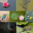 Foto: unser Gartenteich unser Gartenteich