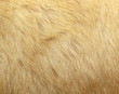 detail of polar bear fur