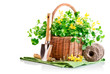 spring flower in basket with garden tool isolated on white