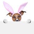 funny easter dog