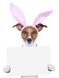 funny easter dog with blank space