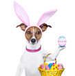 funny easter dog
