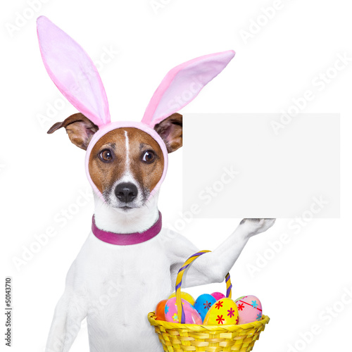 Photo: funny easter dog funny easter dog