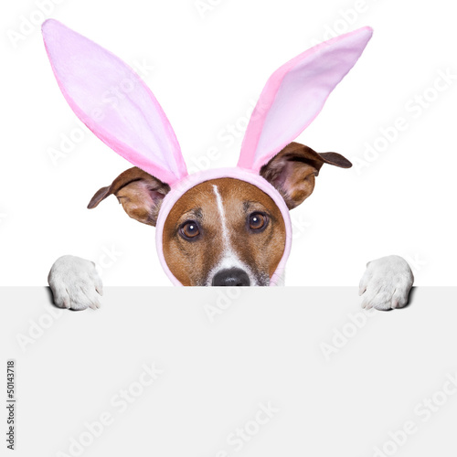 Photo: funny easter dog funny easter dog