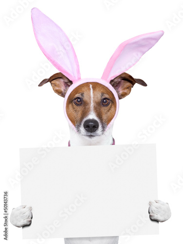 Photo: funny easter dog with blank space funny easter dog with blank space