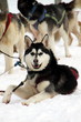 Alaskan Husky im Rudel