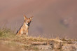 Black backed jackal approaching