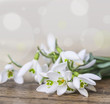snowdrops close up in detail