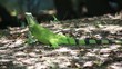 Lizard.