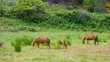 Pferd vid 01