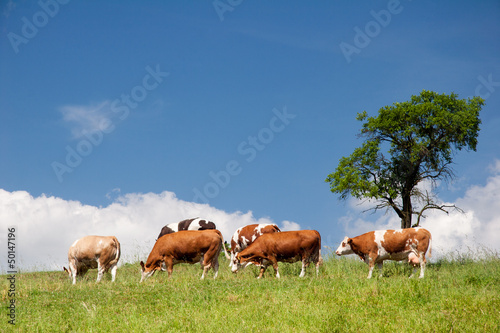 Photo: Sommerlandschaft mit Kühen in Thüringen Sommerlandschaft mit Kühen in Thüringen