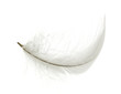 White feather