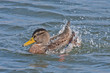 Foto: Mallard in a spray of water Mallard in a spray of water