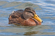 Foto: Beautiful duck swim on the lake Beautiful duck swim on the lake
