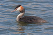 Foto: Great Crested Grebe swim on the lake Podiceps cristatus Great Crested Grebe swim on the lake Podiceps cristatus