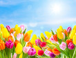 Blumenwiese im Frühling