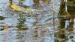 Video: frog in pond frog in pond
