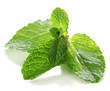 Mint isolated on white