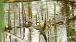 Video: frog in pond frog in pond