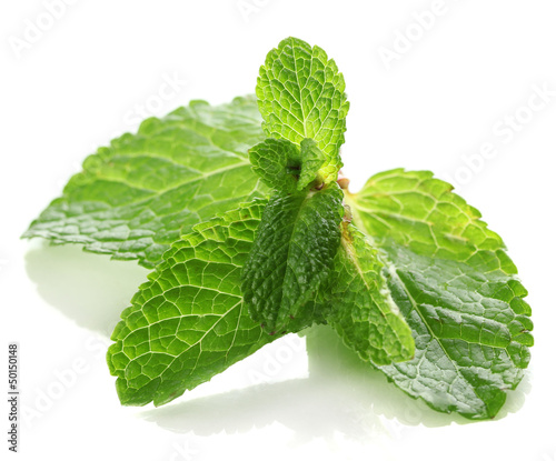 Photo: Mint isolated on white Mint isolated on white