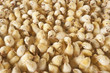 Large group of baby chicks on chicken farm