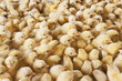 Large group of baby chicks on chicken farm