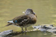 Wood Duck or Carolina Duck (Aix sponsa)
