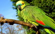 Blue Fronted Amazon Parrot
