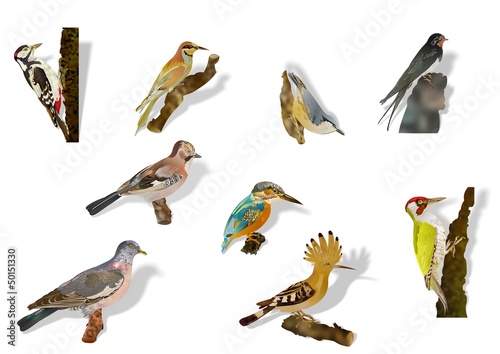 Illustration: Waldvögel Waldvögel