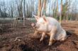 pig on the farm
