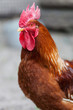 Photo: Red rooster Red rooster