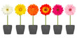 gerbera flower row