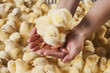 chick