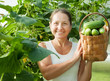 Mature woman with harvested cucumbers