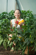Mature woman  picking  pepper