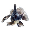 BLACK goldfish isolated on white background