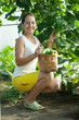 Mature woman  harvesting    cucumbers