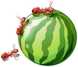 A watermelon with three ants