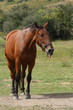 horse sticking out tongue