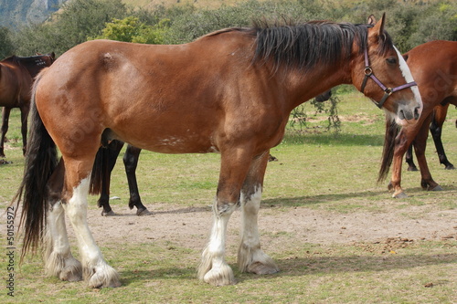 Photo: brown stallion brown stallion