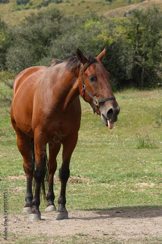 Photo: horse sticking out tongue horse sticking out tongue