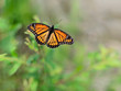 Viceroy Butterfly Limenitis archippus in garden