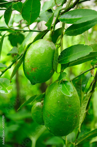 Photo: Mature lemons on tree Mature lemons on tree