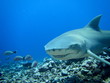 Requin citron